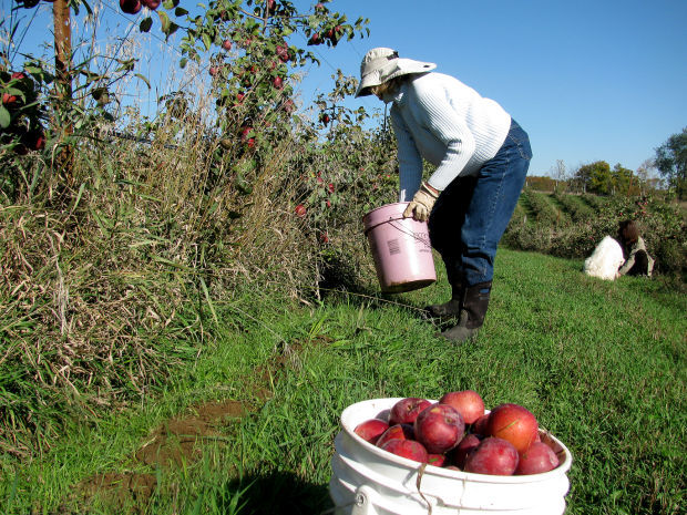 Cider Farm